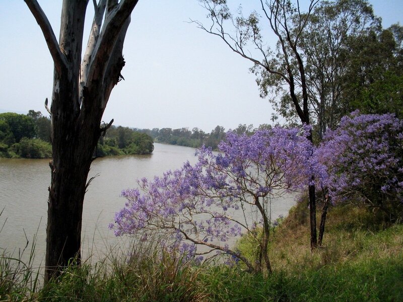 River with purple-flowered trees