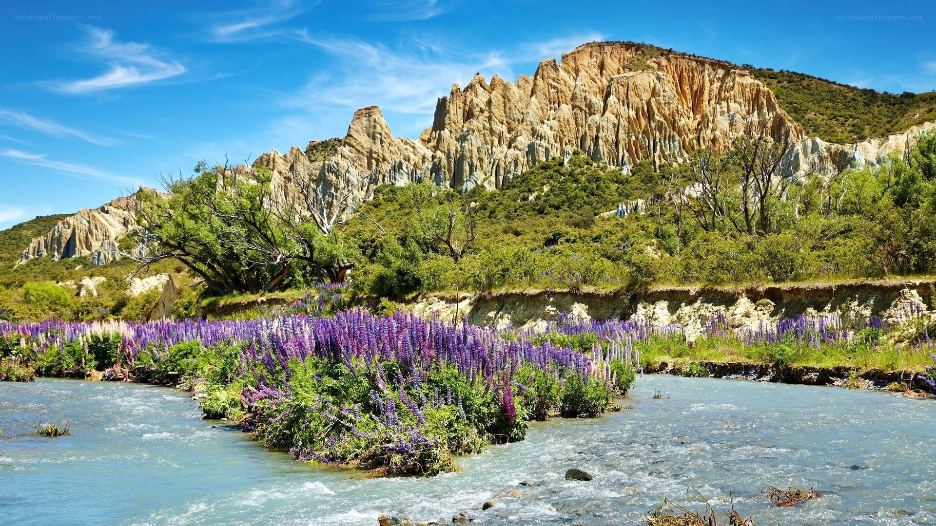 River with purple flowers and cliffs