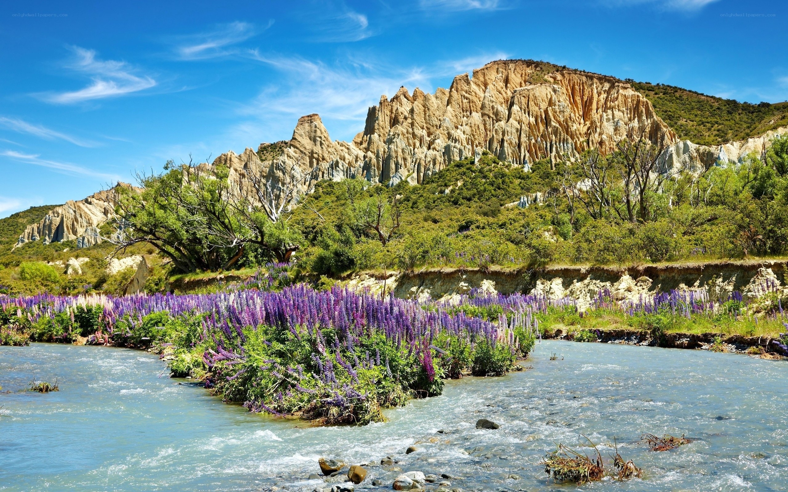 River with purple flowers and cliffs