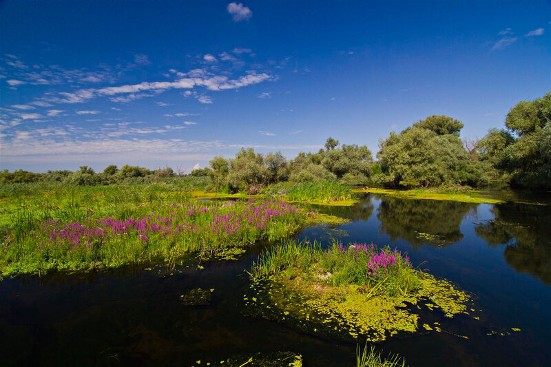 River with Purple Flowers — Blue, Serene