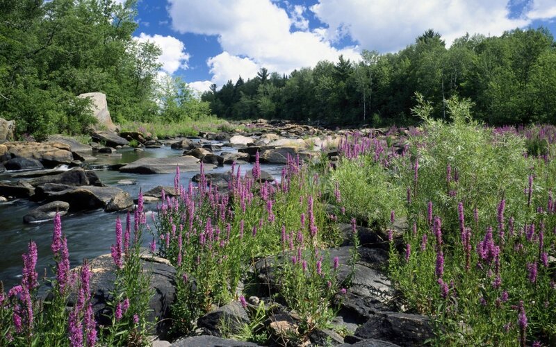 River with Purple Flowers — Green, Serene, Summer, Photograph