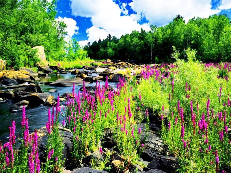 River with Purple Flowers — Green, Serene