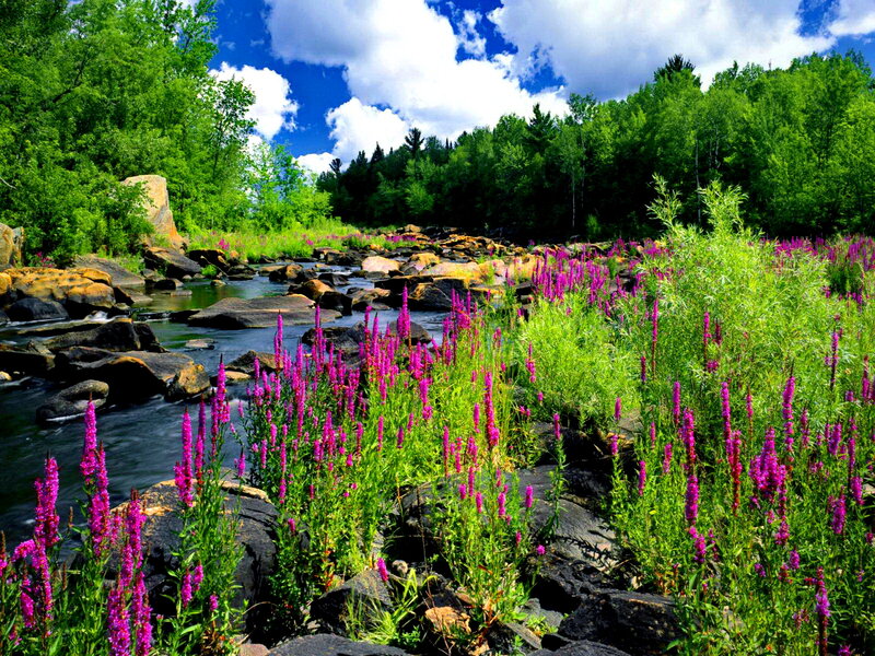 River with Purple Flowers — Green