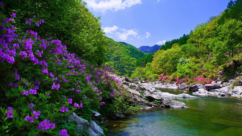 River with Purple Flowers — Serene