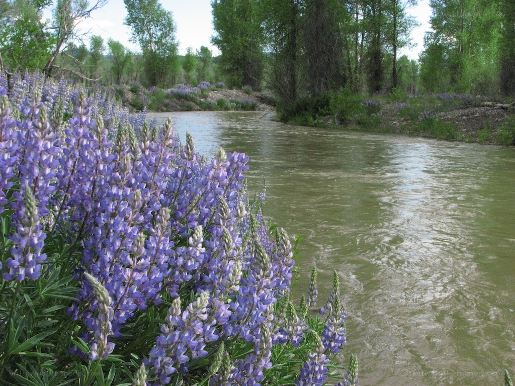 river with purple flowers