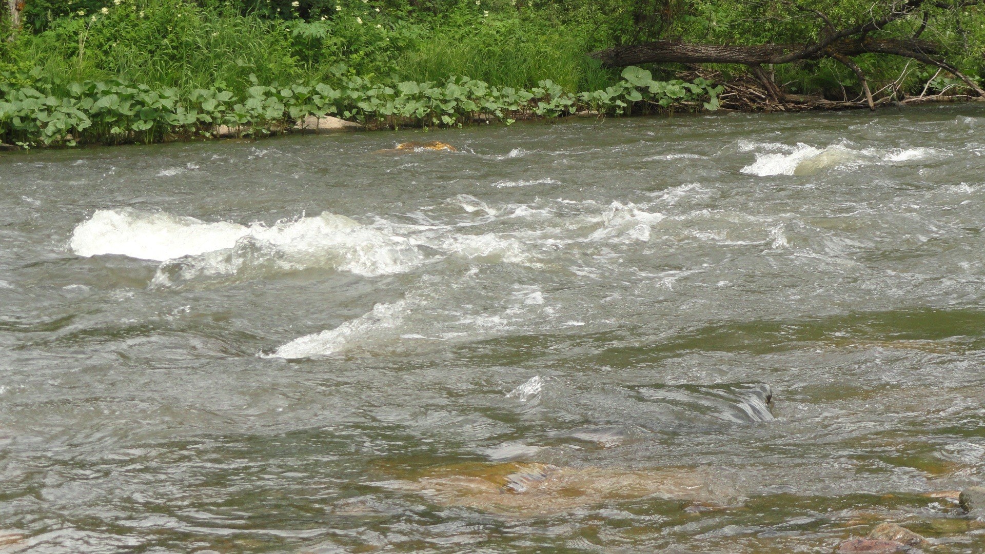 river with rapids and green banks