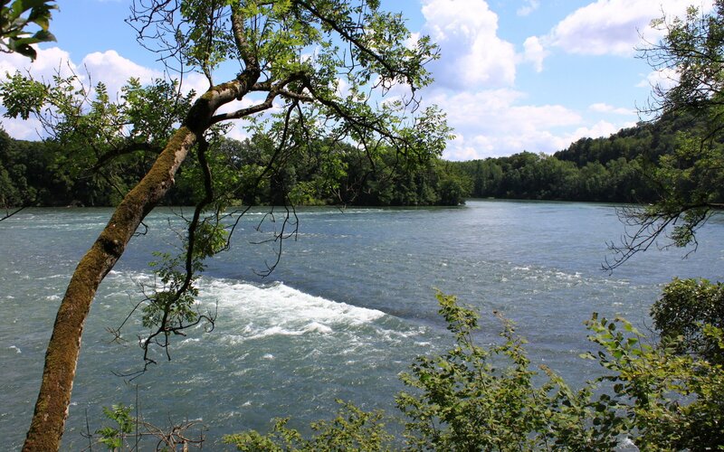 River with rapids and trees