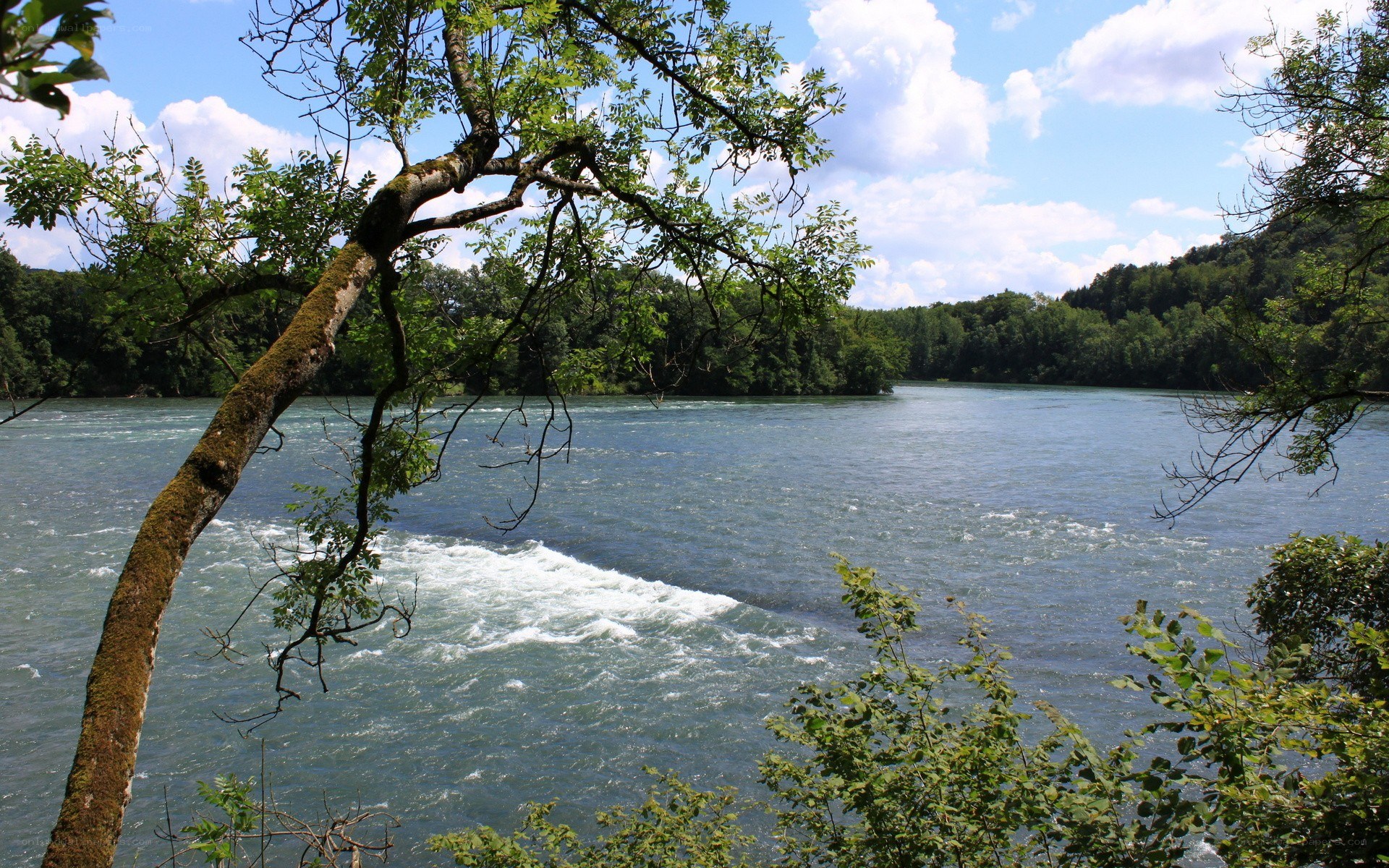 River with rapids and trees