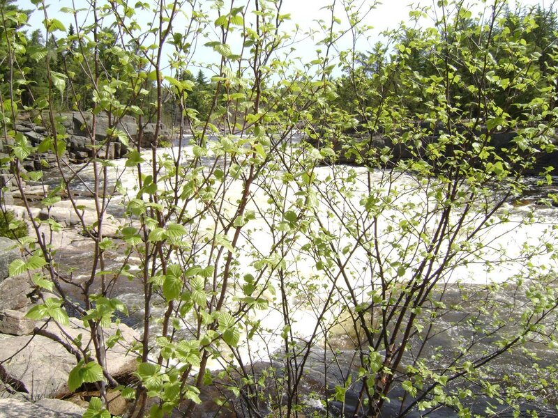 River with Rapids — Green, Natural