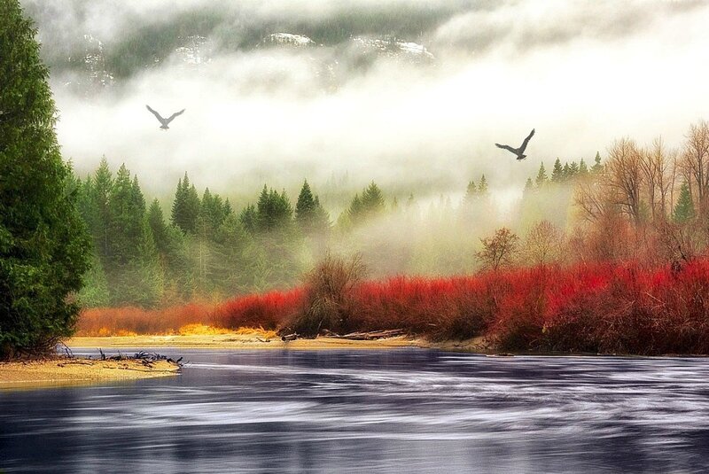 River with Red Bushes