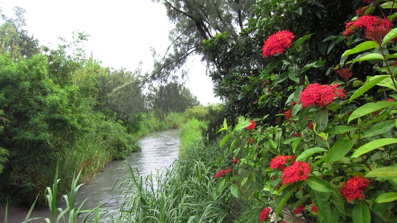 River with Red Flowers