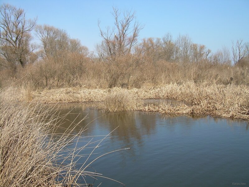 River with reeds and bare trees