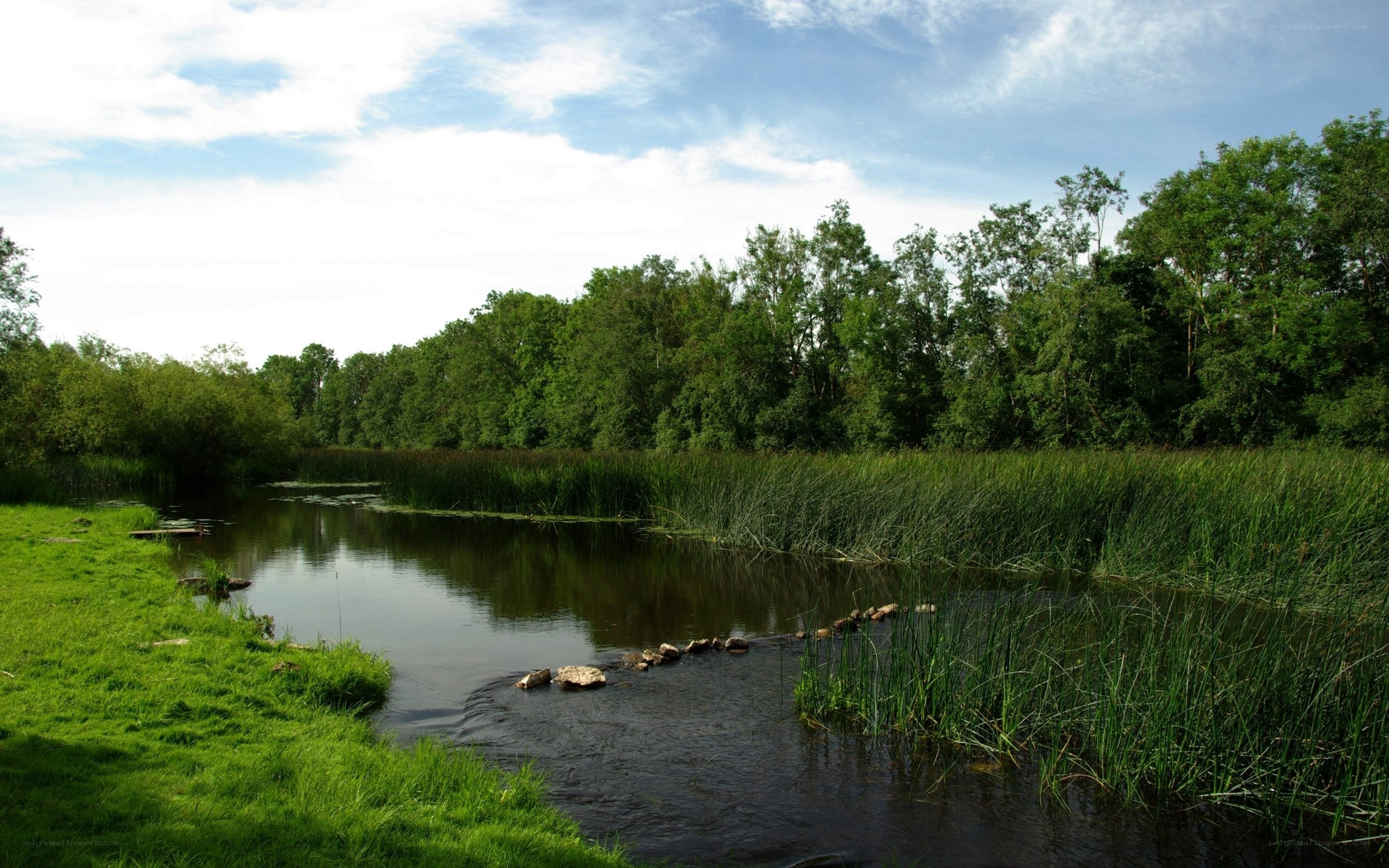River with reeds and trees