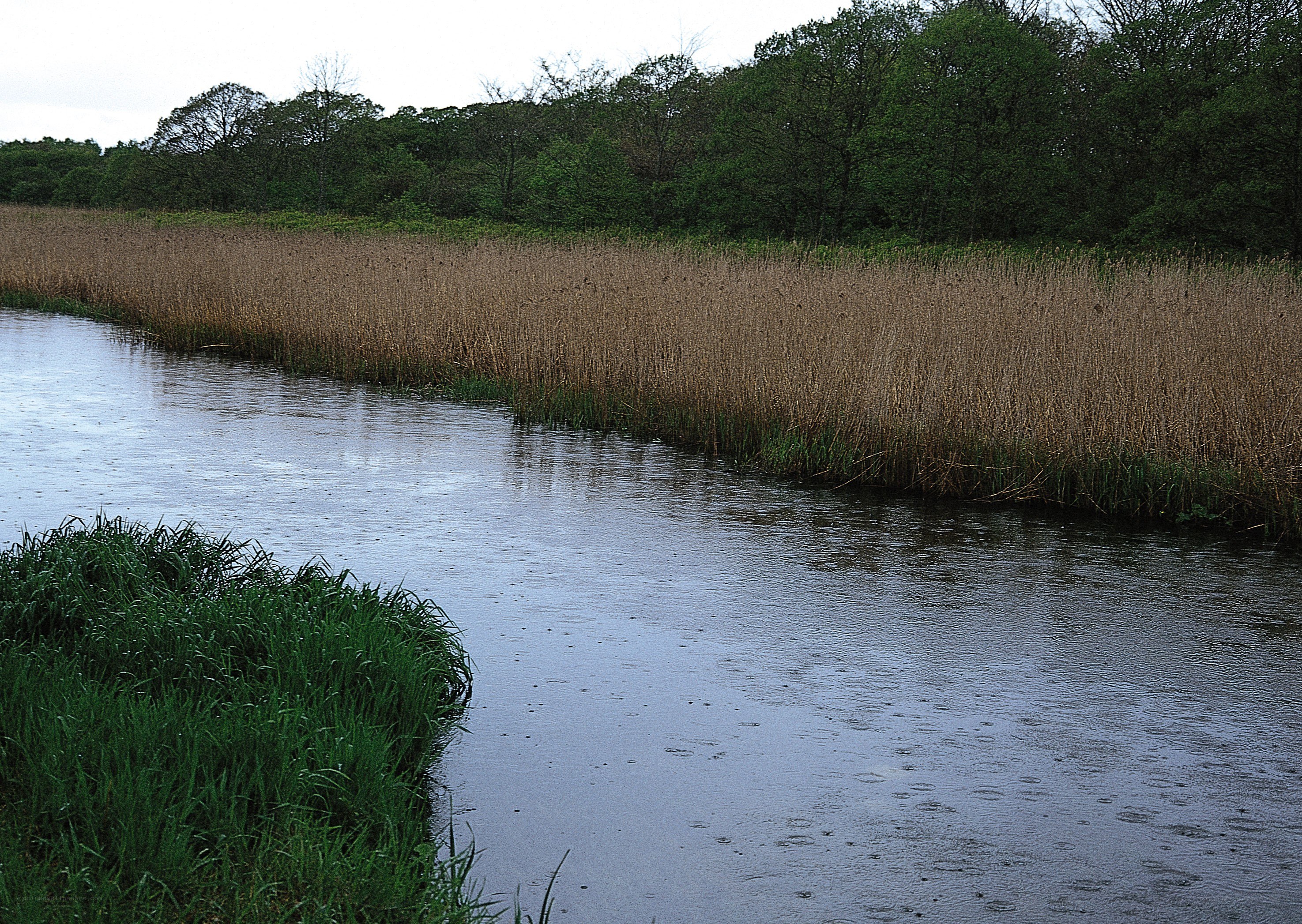 River with reeds and trees