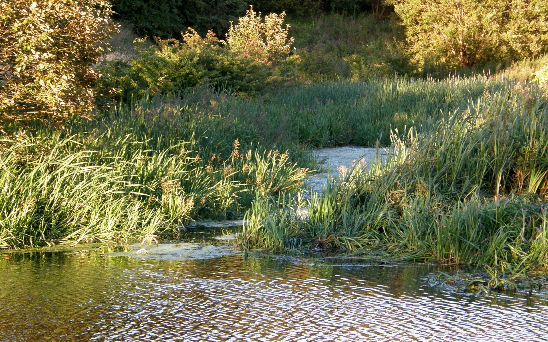 River with reeds and trees