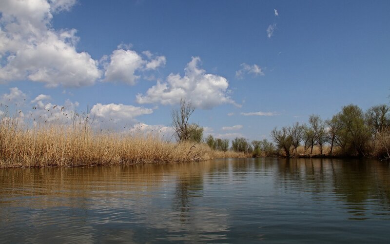 River with reeds and trees