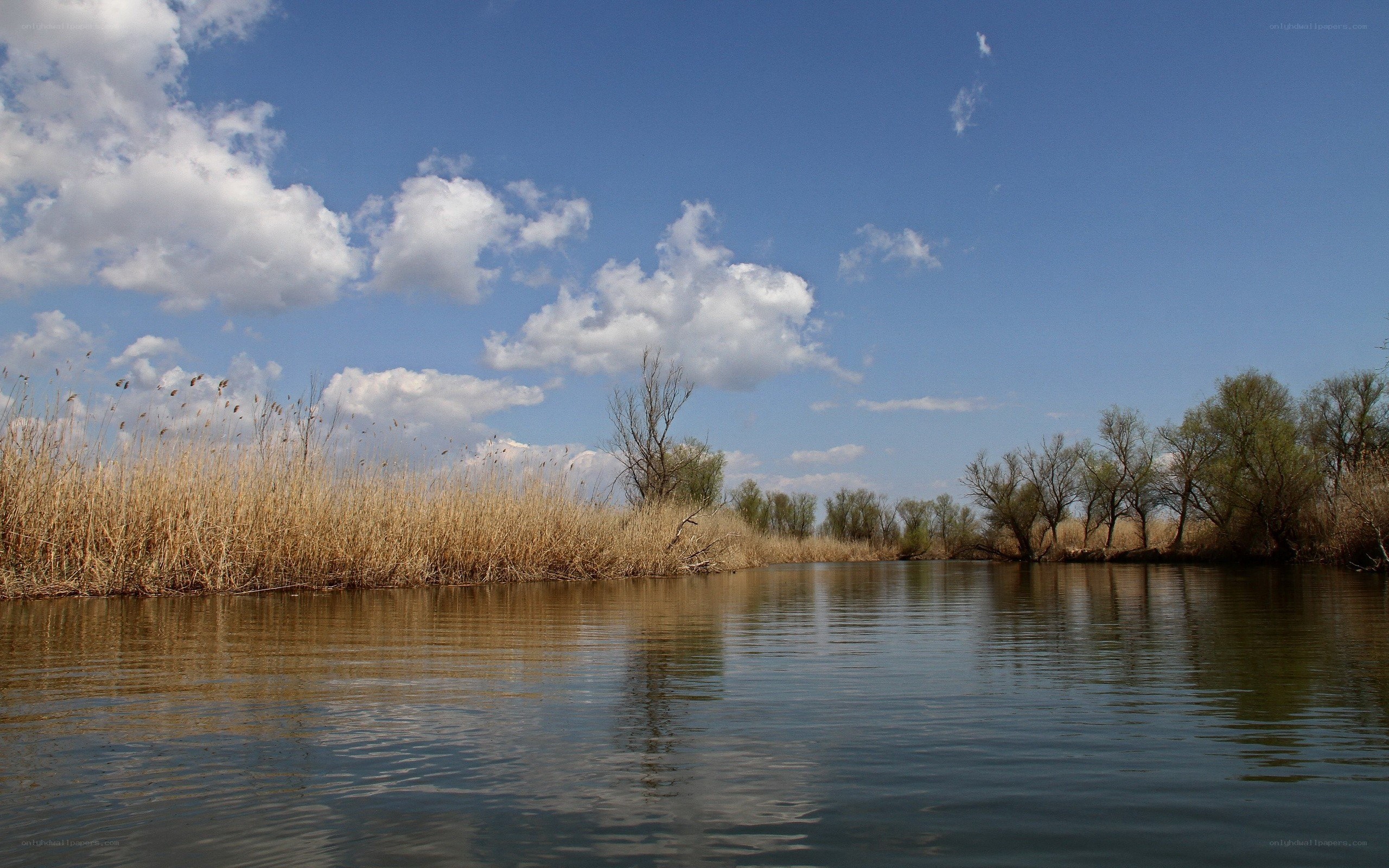 River with reeds and trees