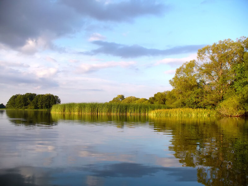 River with Reeds and Trees — Blue
