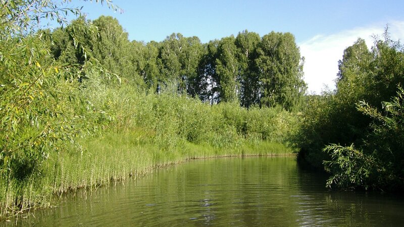River with Reeds and Trees — Green, Serene, Afternoon, Photograph