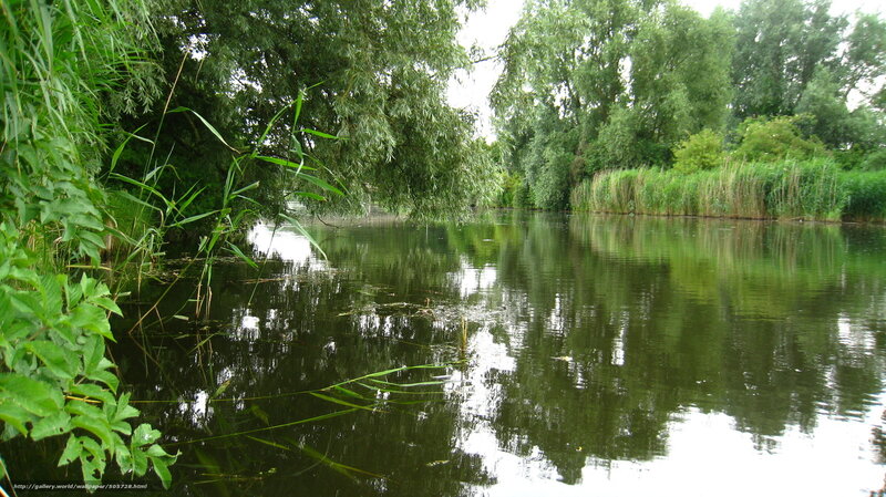 River with Reeds and Trees — Green