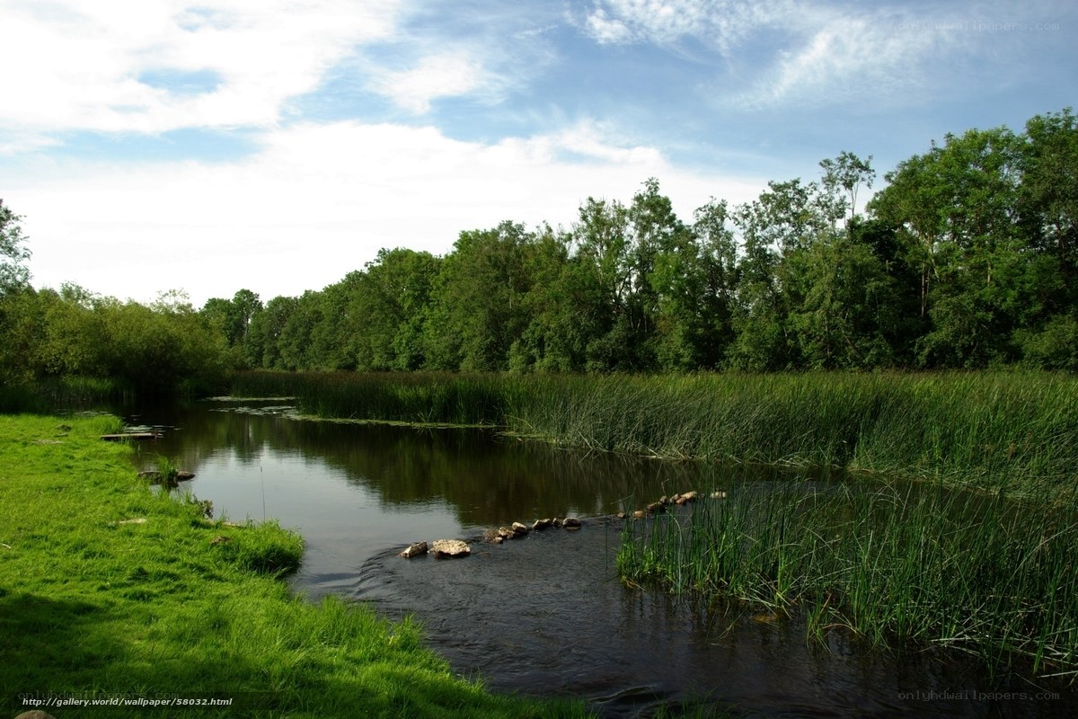 River with reeds and trees