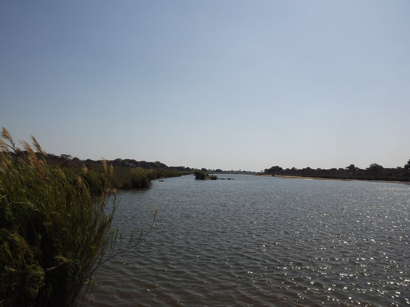 River with Reeds — Blue