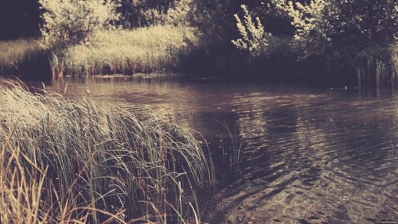 River with Reeds — Brown