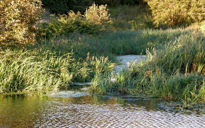 River with Reeds — Green, Serene