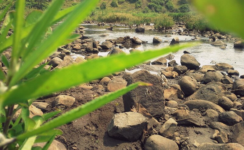 River with Rocks and Plants