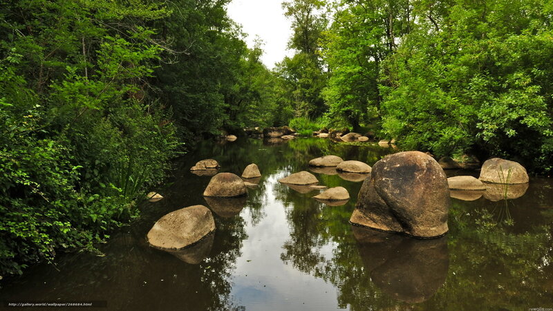 River with rocks in forest