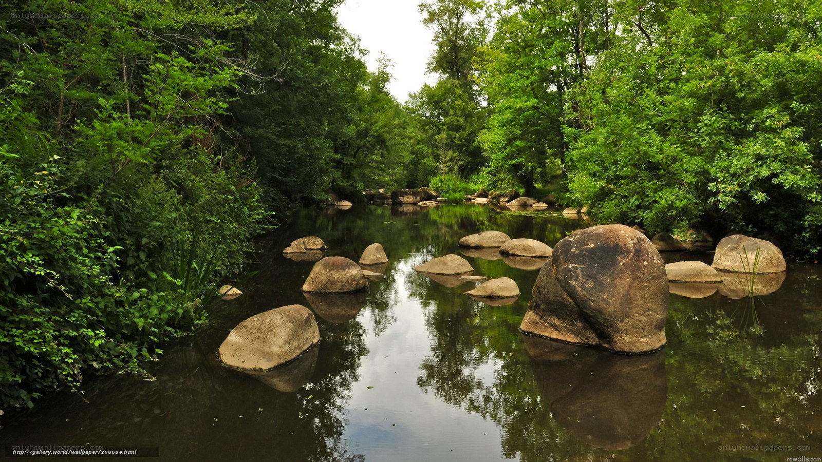 River with rocks in forest