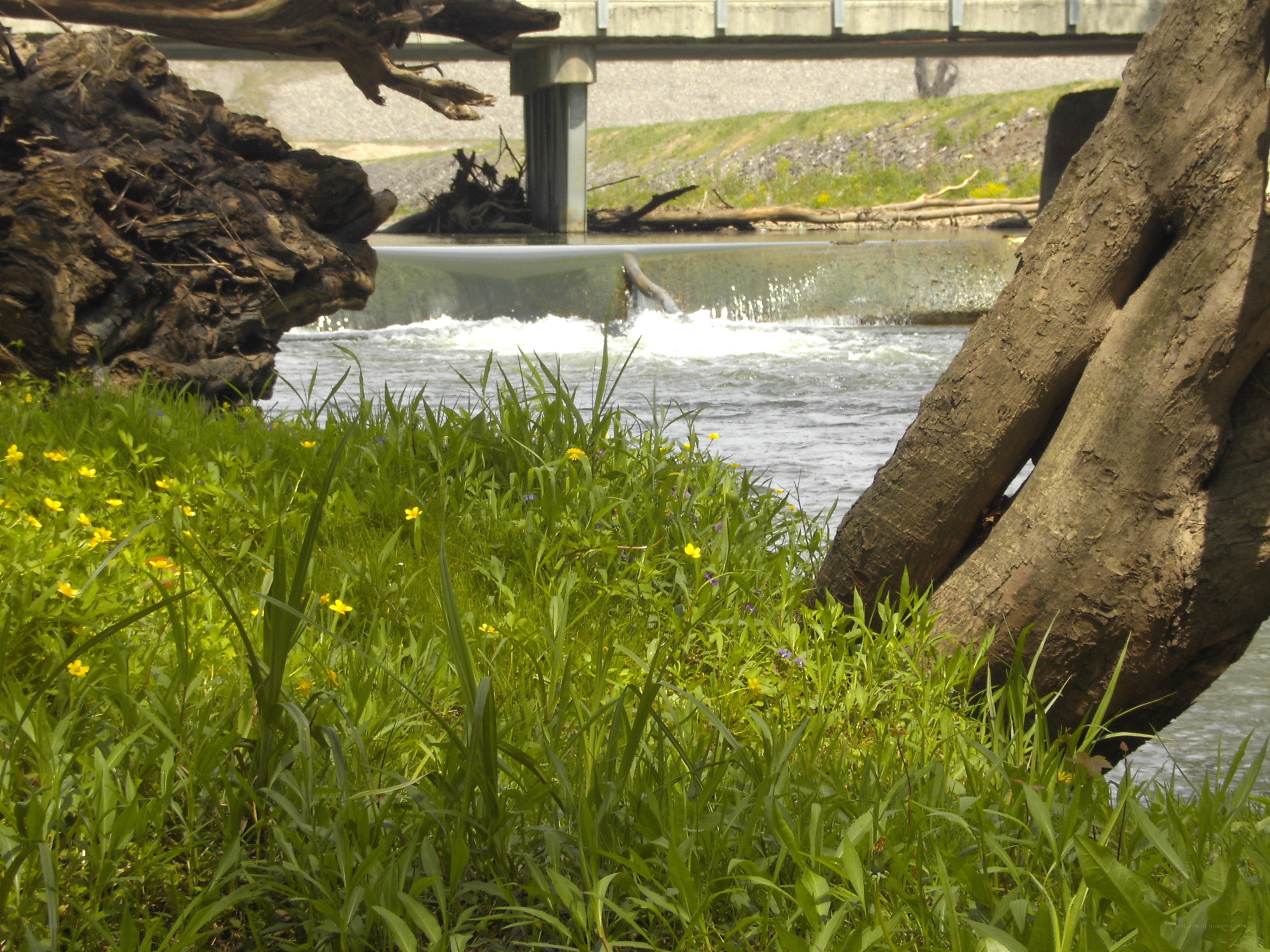 River with small waterfall and greenery