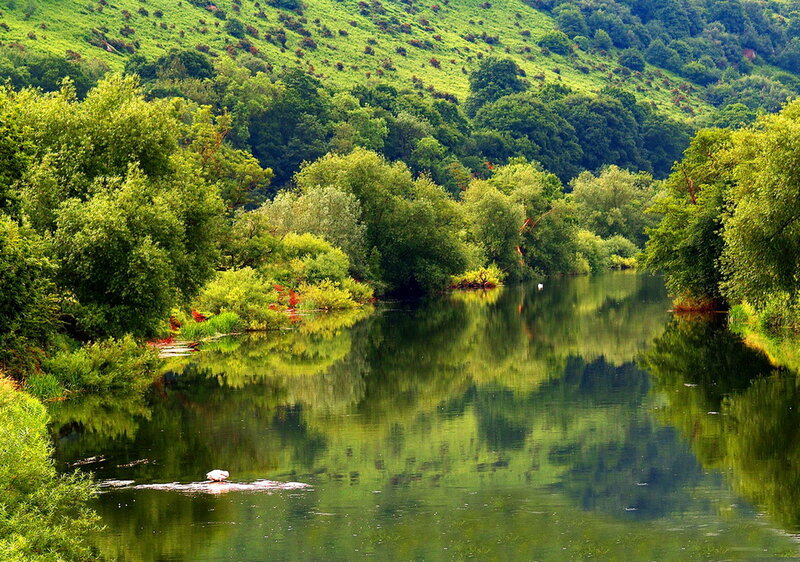 River with Swans