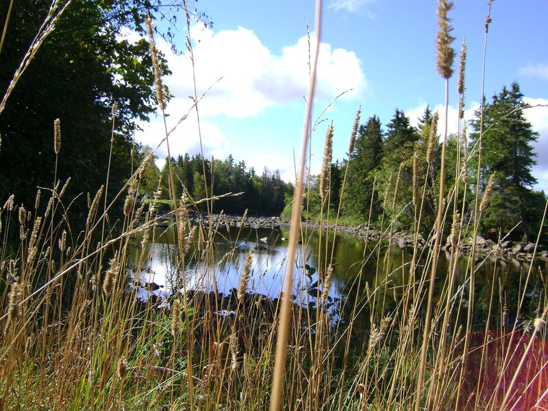 River with Tall Grass — Green