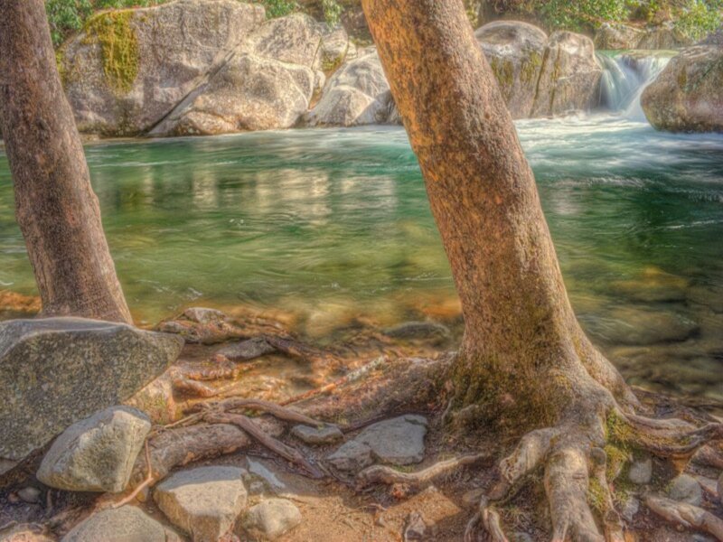 River with Tree Roots — Green