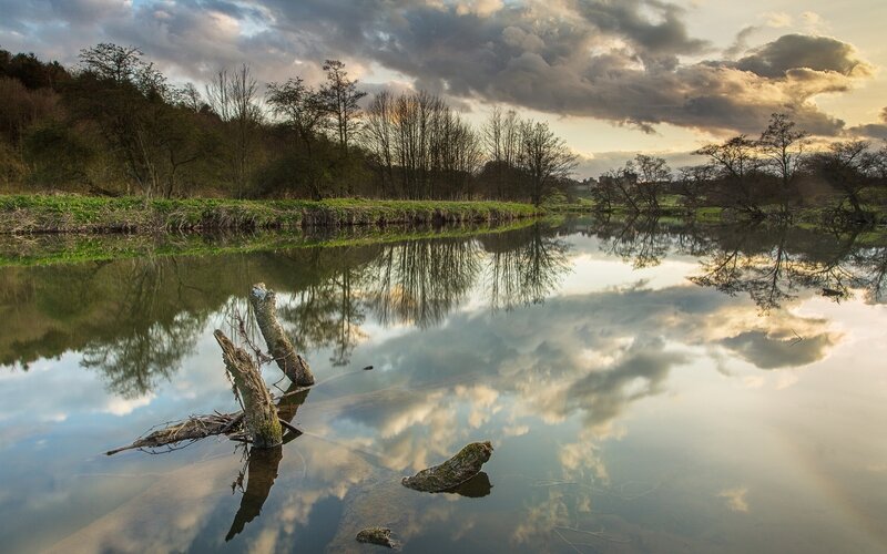 River with Tree Stumps
