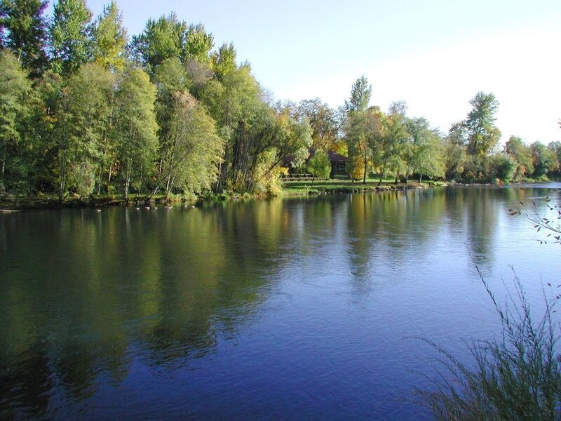 River with trees and ducks