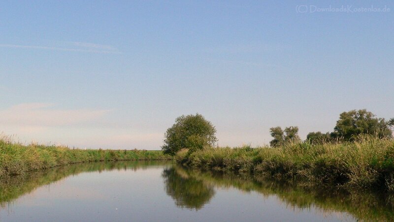 River with Trees and Reeds
