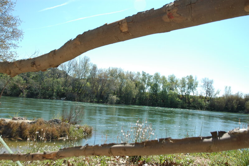 River with Trees — Green, Serene, Afternoon, Photograph, Branch