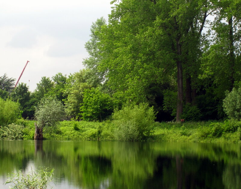 River with Trees — Green, Serene, Afternoon, Photograph, Crane
