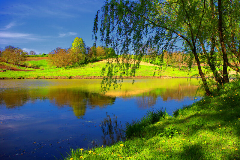 River with Weeping Willow — Green, Serene, Afternoon, Photograph