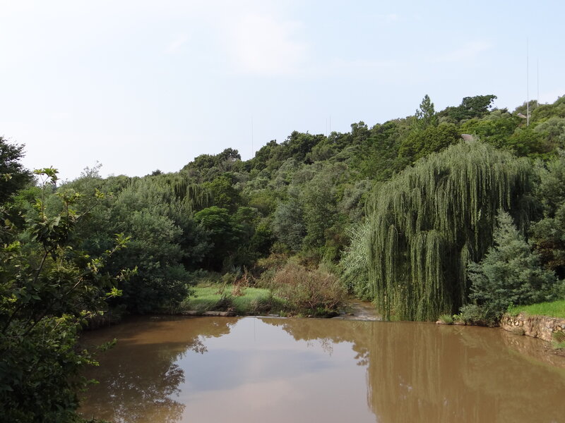 River with Weeping Willow — Green, Serene, Afternoon