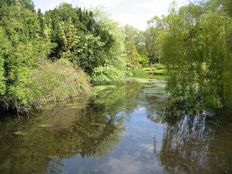 River with Weeping Willow
