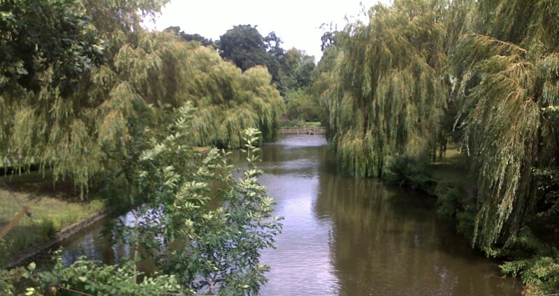 river with weeping willows