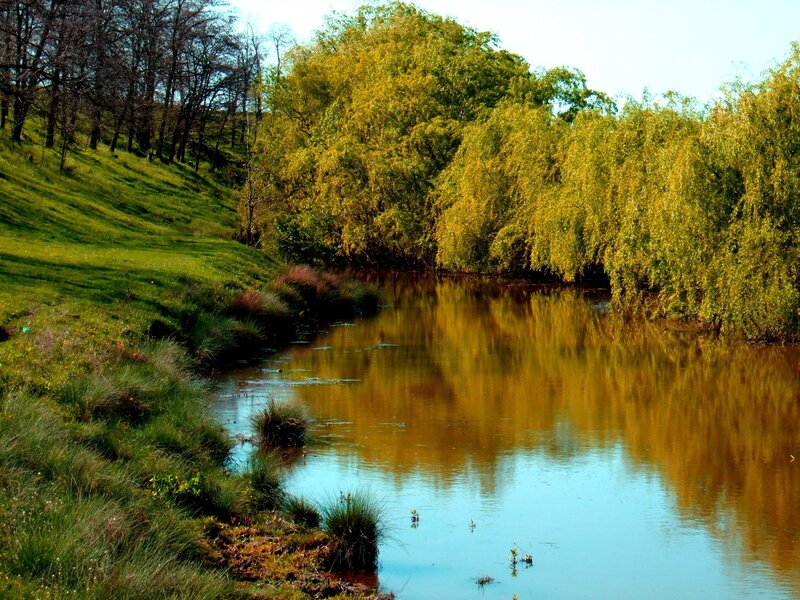 River with Weeping Willows — Green, Serene, Afternoon, Photograph