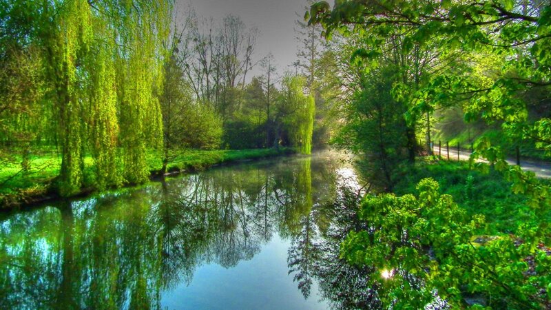 River with Weeping Willows — Green, Serene, Morning