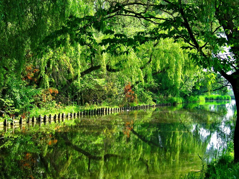River with Weeping Willows — Green