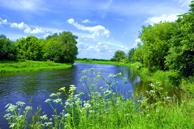 River with White Flowers