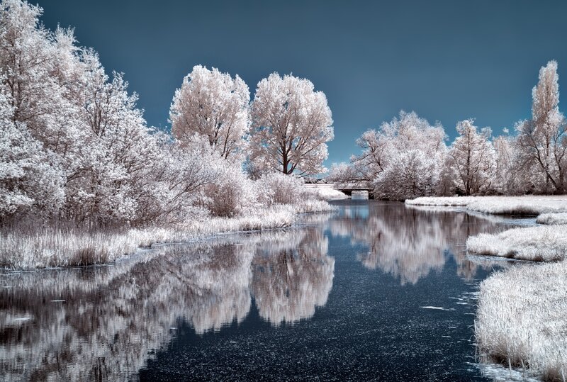 River with White Trees — Serene