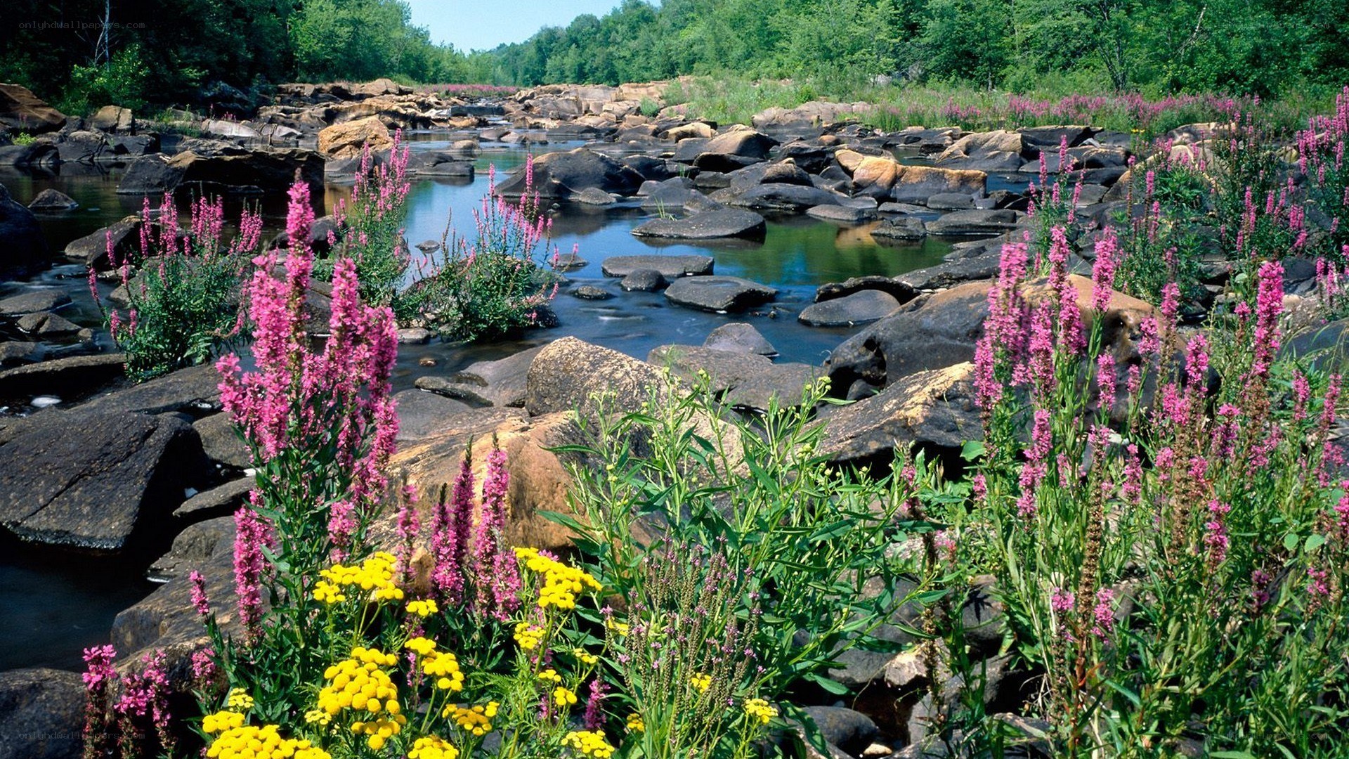 River with wildflowers and rocks